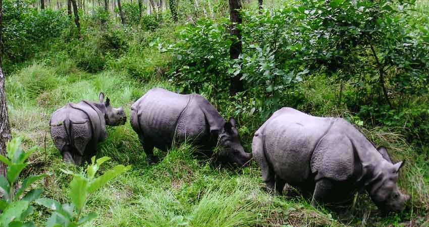 चितवनमा फेरि गैँडाको आक्रमण, घाँस काट्न गएका युवाको ज्यान गयो