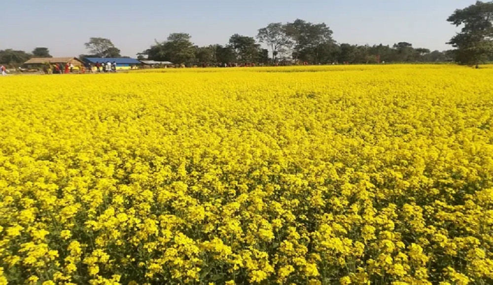 नवलपुरमा तीन हजार सात सय छयालीस हेक्टरमा तोरी खेती