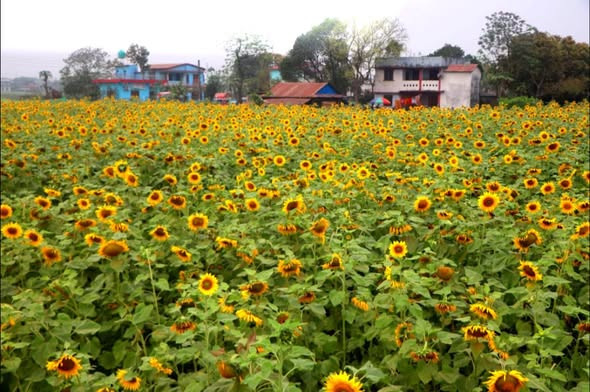 चितवनको भाइरल सूर्यमुखी बगानले बढायो कृषि पर्यटन