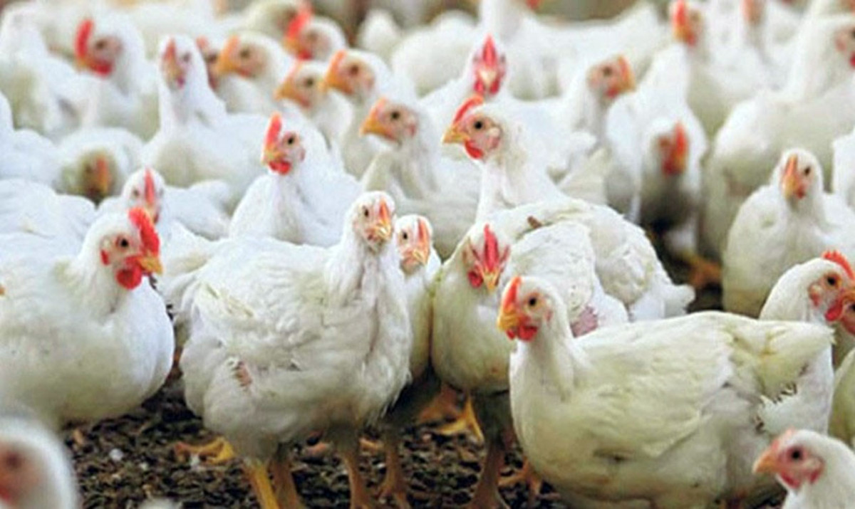 झापा र मोरङमा ‘बर्डफ्लु’‚ पंक्षीजन्य वस्तु ओसारपसारमा रोक