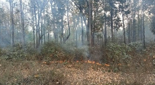 मनसुन पूर्वको वर्षाले घटायो वन डढेलो