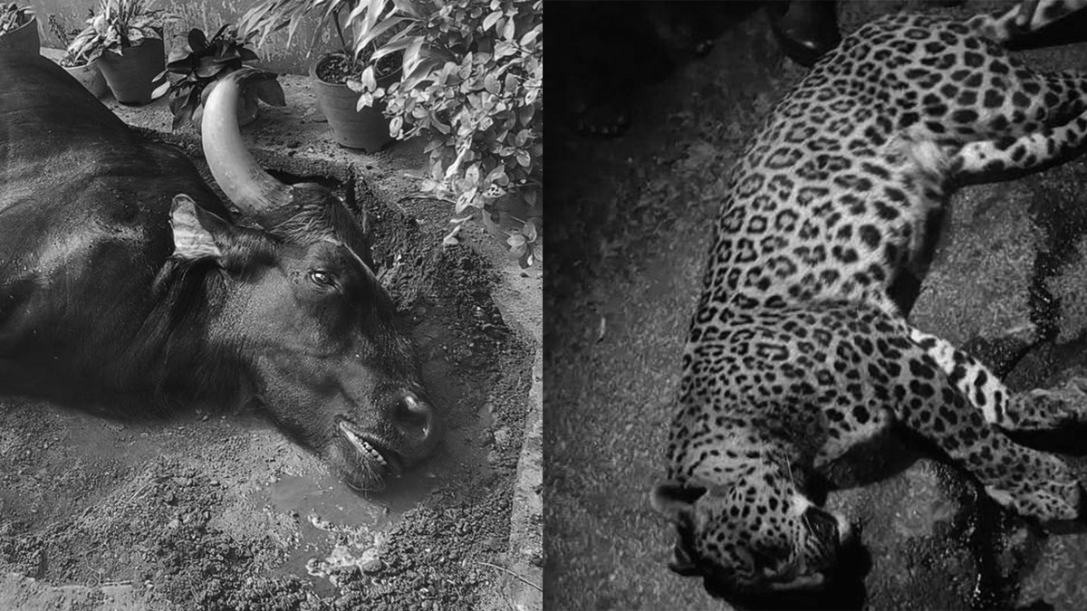 उद्धार र उपचार नपाई मर्छन् वन्यजन्तु