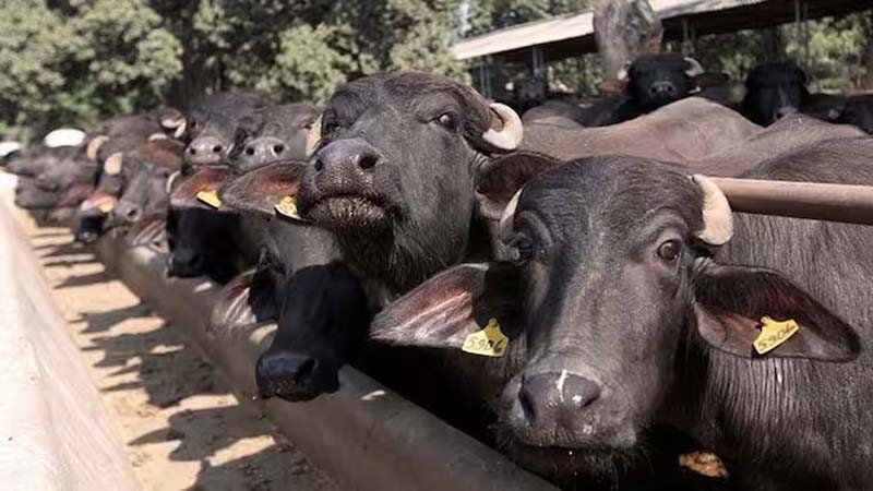 इच्छाकामनामा भैँसीपालन प्रवर्द्धन कार्यक्रम, किसानलाई अनुदानमा दुहुना भैँसी हस्तान्तरण