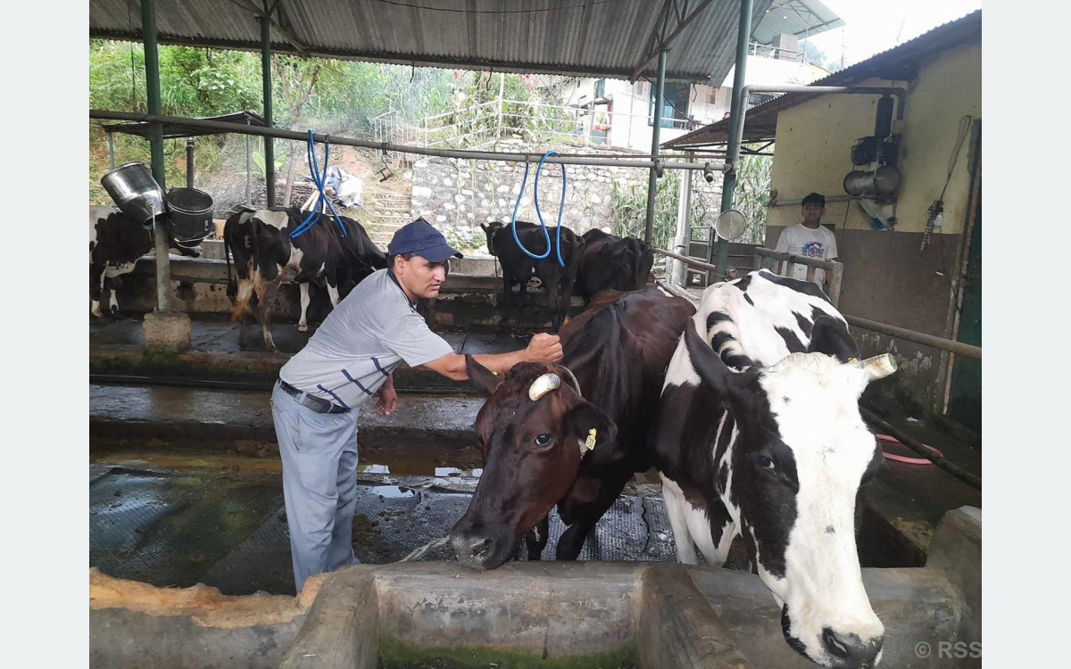 पूर्ण खोप अभियानले पशु रोगको जोखिम घटायो