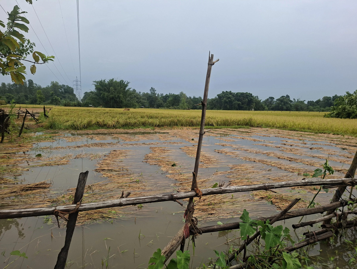 मौसमको गलत आकलनको मारमा किसान, काटेको धान भिज्यो
