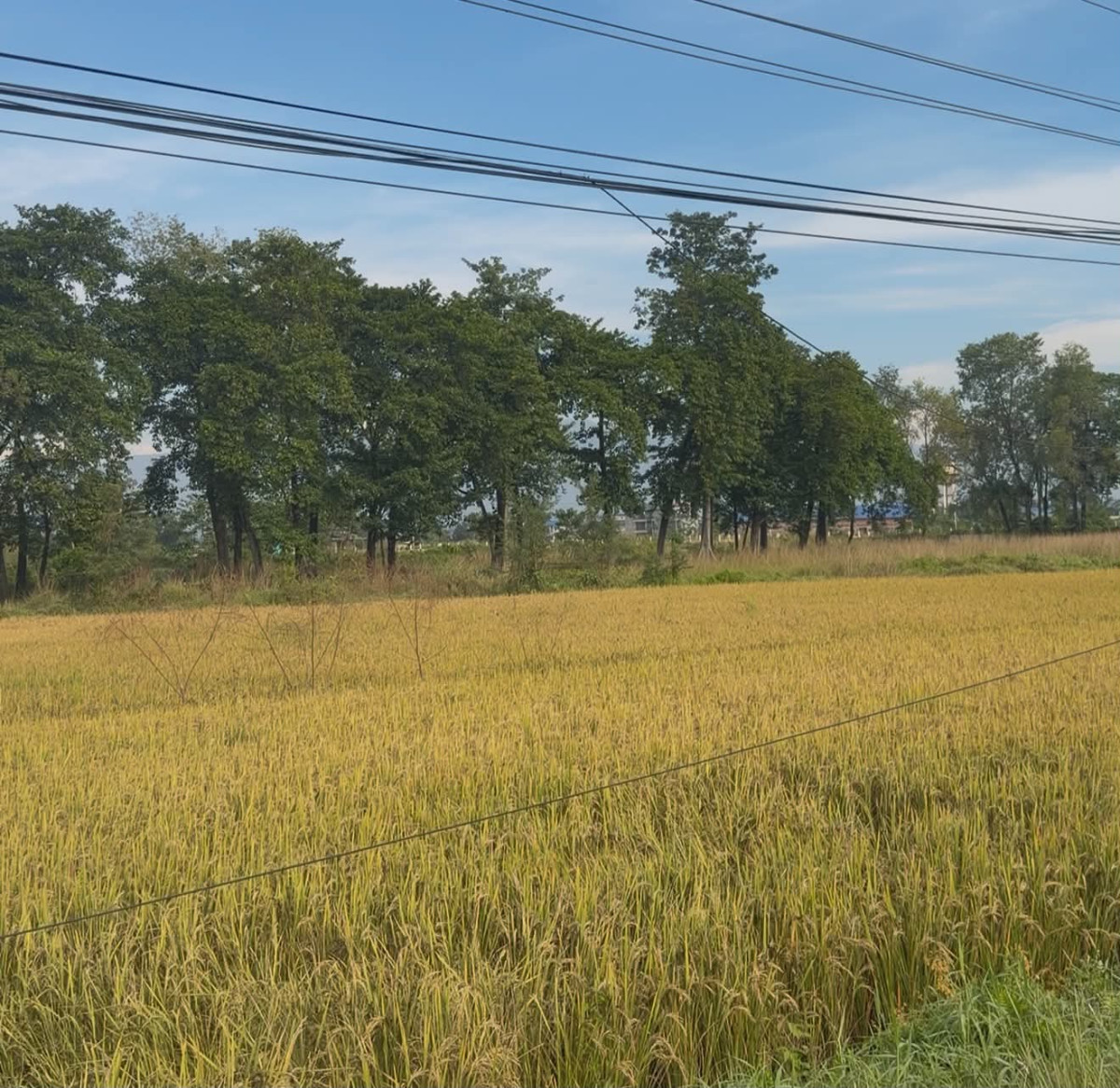 Chitwan’s rice zone expects 5,000-tonne rise in paddy output